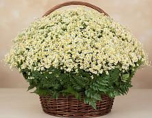 Цветочная композиция из Ромашки в корзине #REPLACE_PRED# Смородино